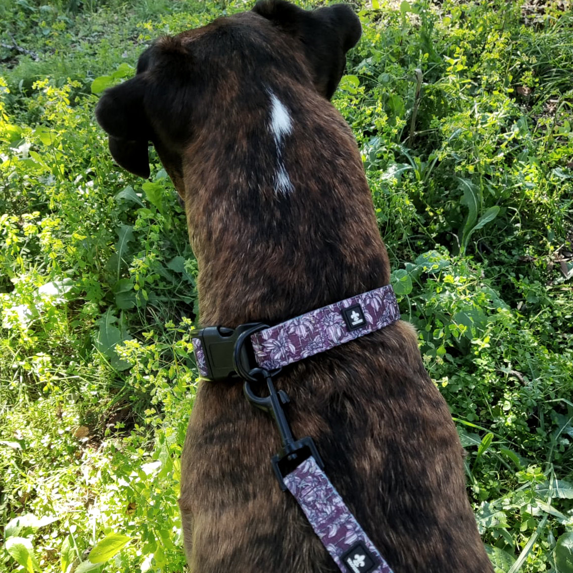Pack Collar y Correa LilyWine