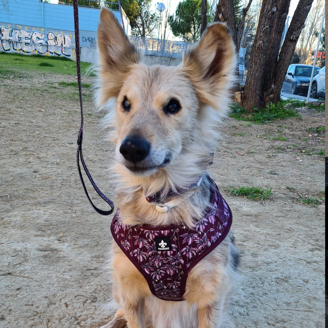 Pack Collar y Correa LilyWine