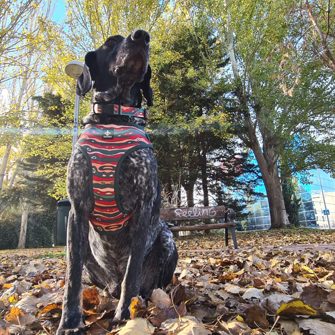 Pack Collar y Correa Colorado